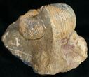 Well Preserved Stephanoceras Ammonite #11488-4